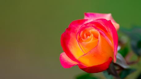 Vibrant Rose Blossom in Full Bloom wallpaper