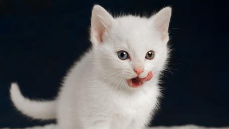 Whimsical White Kitten with Heterochromia Feature wallpaper