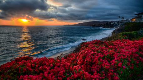 Serene Coastal Sunset Blooms wallpaper