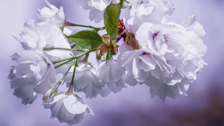 Elegant Blossoms in Serene White Shades wallpaper