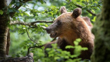 Majestic Bear in Lush Wilderness wallpaper