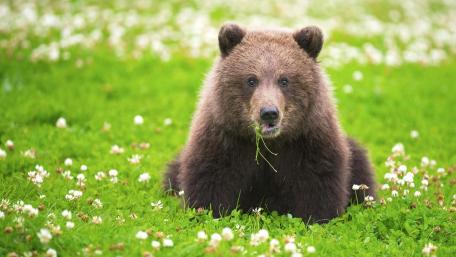 Majestic Bear in a Flowering Meadow wallpaper