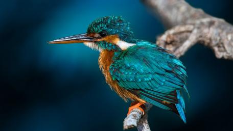 Stunning Kingfisher Perched in Tranquil Waters wallpaper
