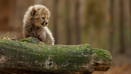 Adorable Cheetah Cub Sitting on Log wallpaper