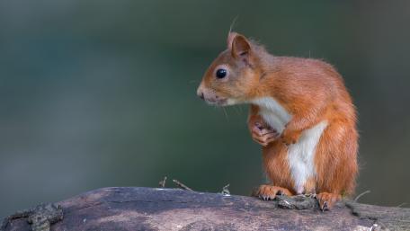 Charming Squirrel in Nature's Embrace wallpaper
