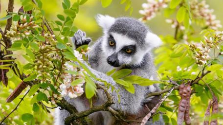 Lemur Among Blossoming Branches wallpaper