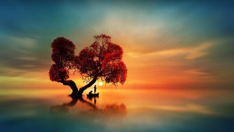 Lone Red Tree at Sunset wallpaper