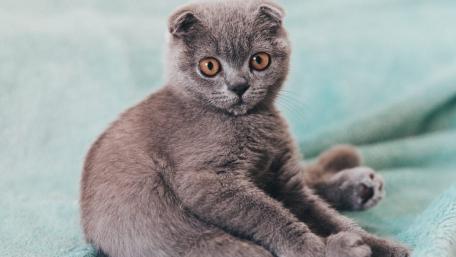 Fluffy Scottish Fold Cat Sitting Elegantly wallpaper