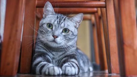 Charming Tabby Cat Under Stools wallpaper