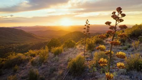Golden Horizon Over Rolling Hills wallpaper
