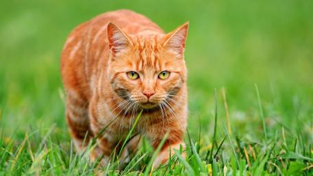 Ginger Cat on the Hunt in Nature's Embrace wallpaper