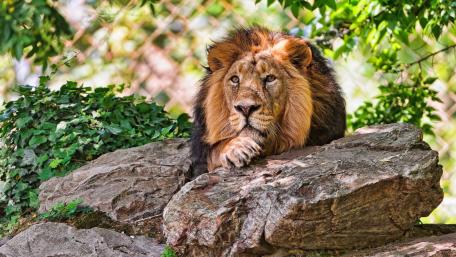 Majestic Lion Relaxing in Nature wallpaper