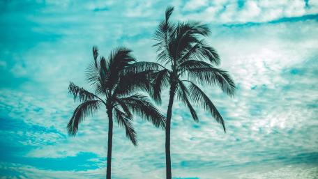 Two Palm Trees against a Cloudy Sky wallpaper