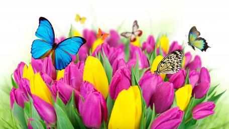 Vibrant Tulips and Butterflies in Blooming Garden wallpaper