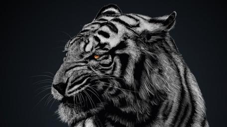 Majestic Tiger Silhouette wallpaper