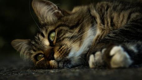Adorable Cat in Peaceful Repose wallpaper