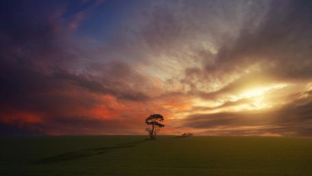 Solitary Tree at Sunset Horizon wallpaper