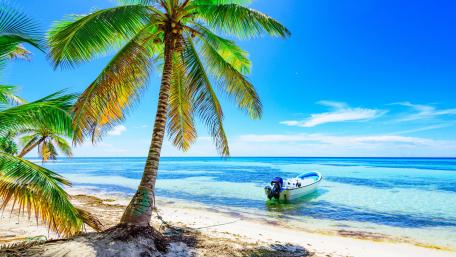 Tropical Escape with Azure Seas and Palm Shade wallpaper
