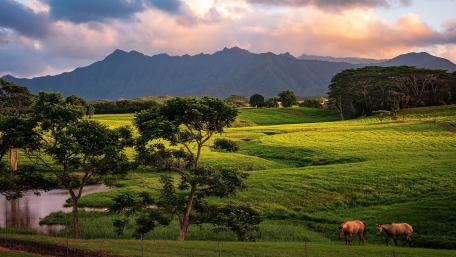 Serene Horses in a Lush Countryside Scene wallpaper
