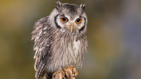 Majestic Owl in Stunning Detail wallpaper
