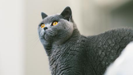 Elegant Grey British Shorthair Cat Wallpaper wallpaper