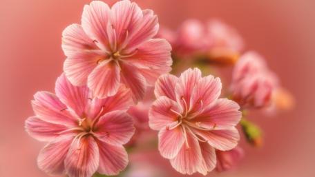 Delicate Pink Geranium Blossom Artistry wallpaper