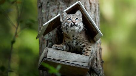 Lynx Cub in a Birdhouse Scene wallpaper