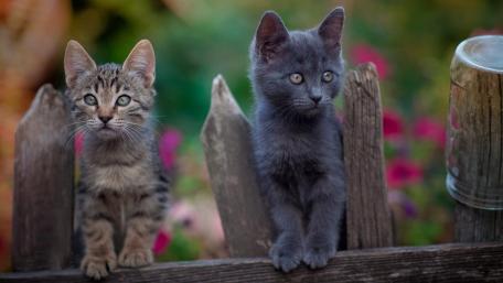 Curious Kittens on a Rustic Fence wallpaper