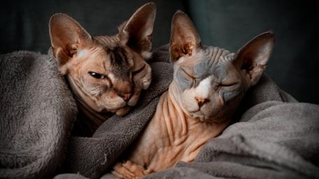 Sphynx Cats Wrapped in Warmth and Comfort wallpaper