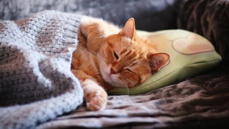 Cozy Cat Nap Time wallpaper