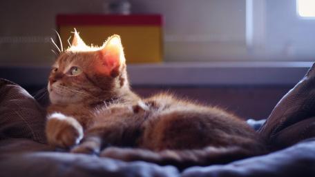 Cozy Cat in Sunlight Moment wallpaper