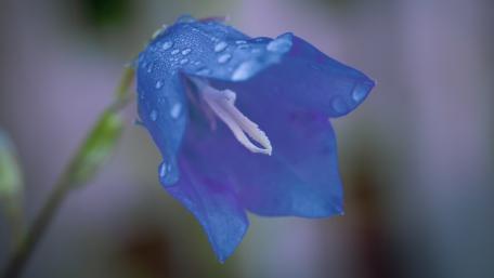 Elegance of the Harebell Flower in Blue Shades wallpaper