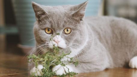 Charming British Shorthair Cat with Greenery wallpaper