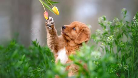 Golden Retriever Puppy Enjoying Flowers in Nature wallpaper