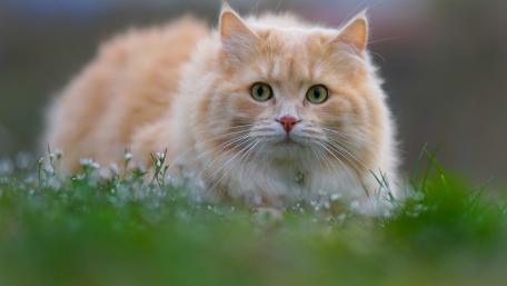 Fluffy Siberian Cat in a Natural Setting wallpaper