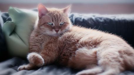 Grumpy Ginger Cat Relaxing on a Couch wallpaper