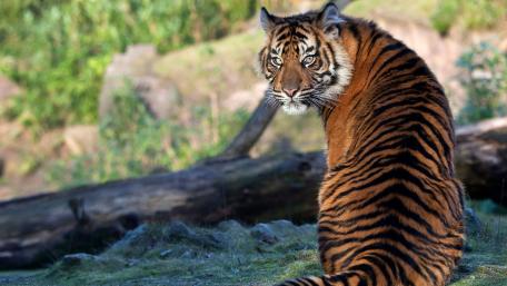 Majestic Tiger in Natural Habitat wallpaper