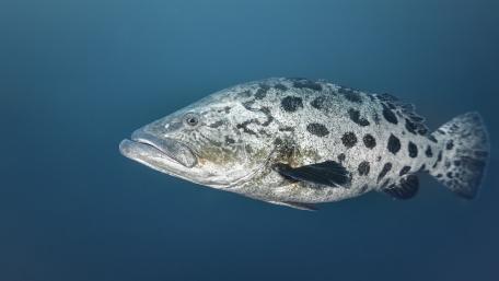 Potato grouper wallpaper