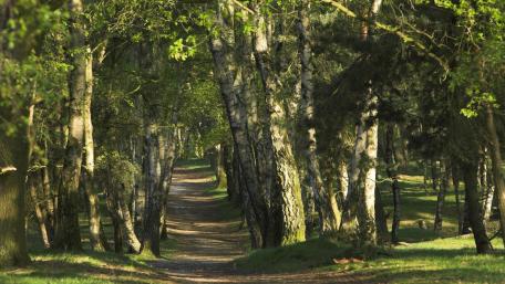Serene Forest Pathway Inviting Exploration wallpaper