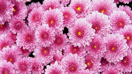 Delicate Pink Chrysanthemums in Full Bloom wallpaper
