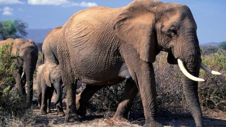 Majestic Elephants on the Move wallpaper