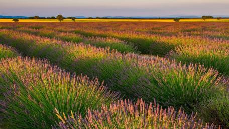 Lavender Fields in Bloom wallpaper