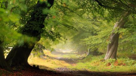 Serene Forest Pathway Inviting Tranquility and Peaceful Reflection wallpaper