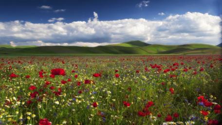 Blissful Wildflower Meadow Scene wallpaper