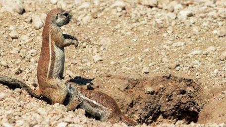 Meerkats on Alert in Their Habitat wallpaper