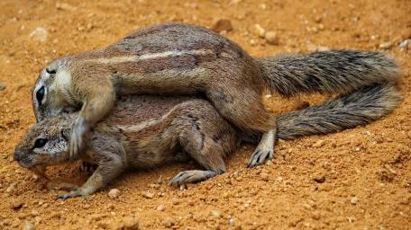 Squirrels in Playful Interaction wallpaper