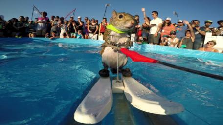 Squirrel Water Skiing Competition wallpaper
