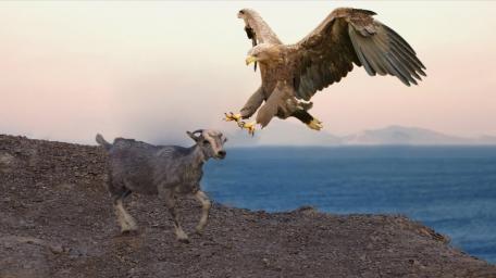 Majestic Encounter in Nature wallpaper