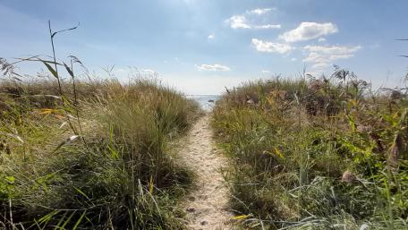 Tranquil Pathway to the Ocean's Embrace wallpaper