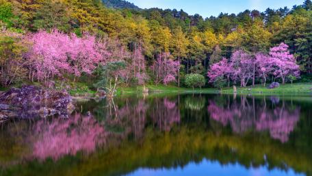Cherry Blossom Serenity by the Lake wallpaper
